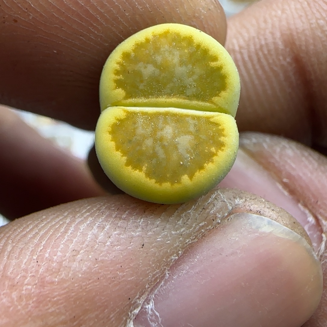 805 生石花大棚直播