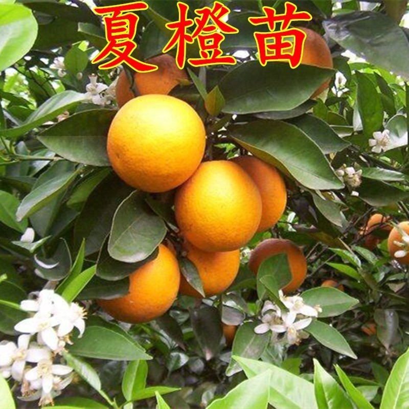 树苗秭归夏橙苗红肉嫁接苗中华脐橙当年结果橙子树苗