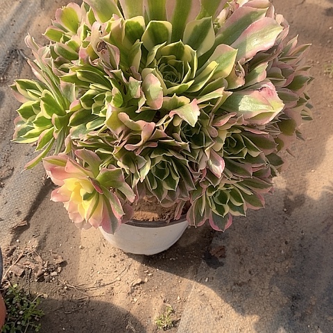 368雨花石多肉有断枝