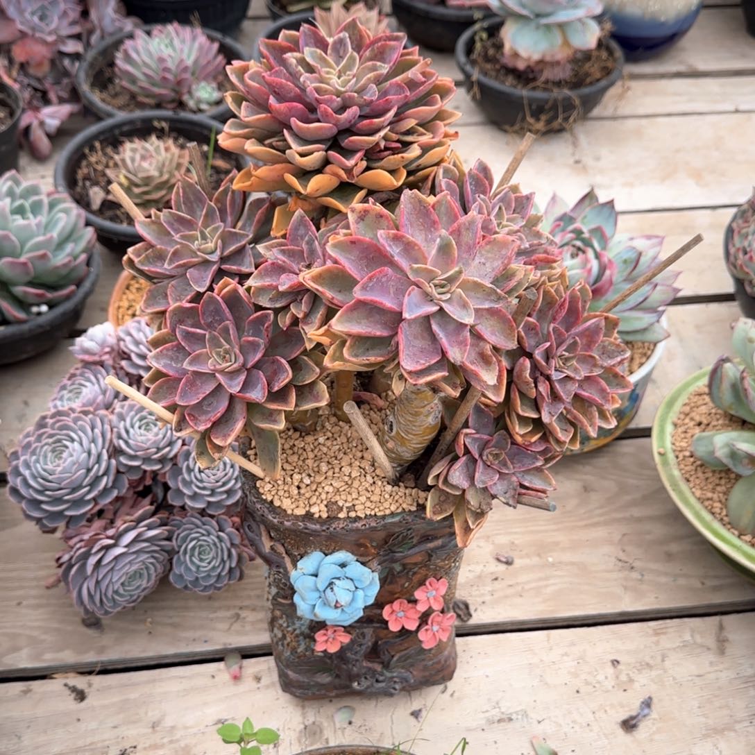 多肉植物多肉植物