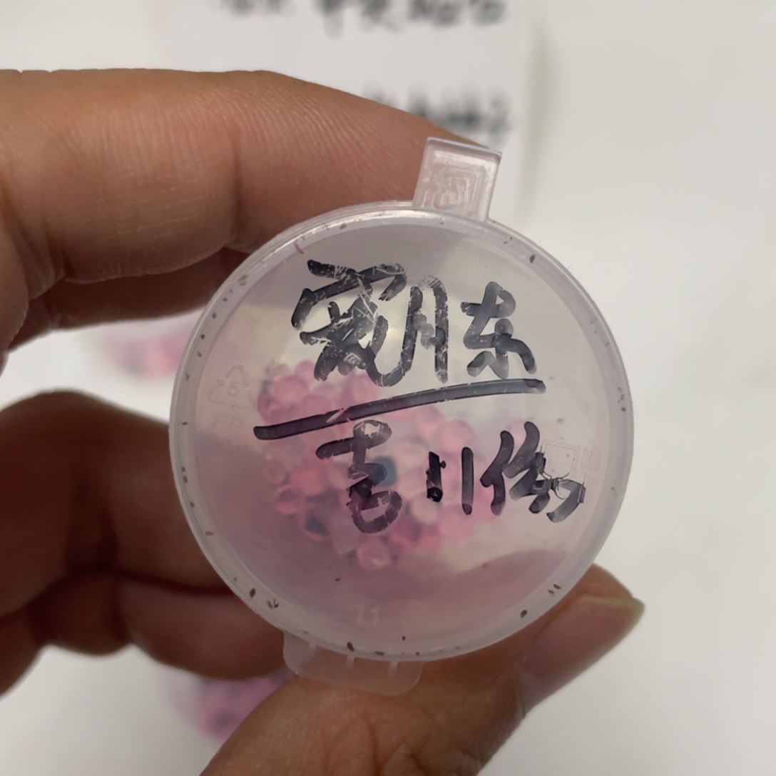 宽叶月影东云✖️吉娃娃20粒，推荐新品