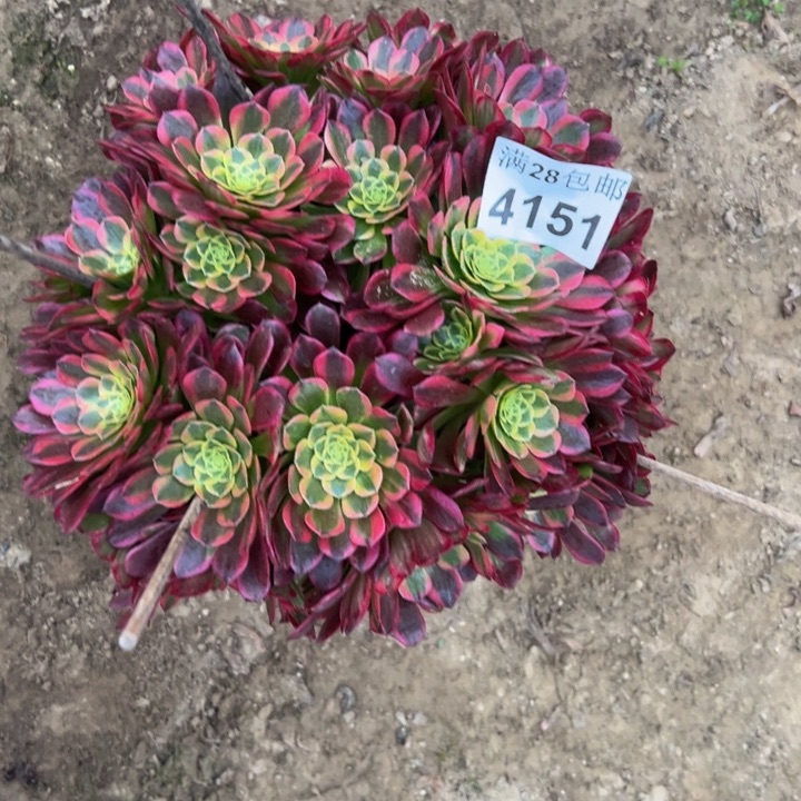 绝**乖4151朝霞多肉植物