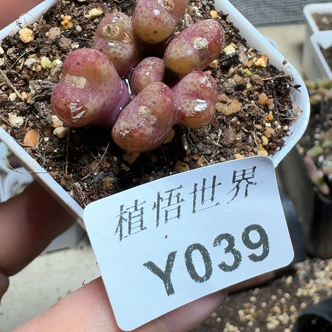 039号多肉植物哇f c