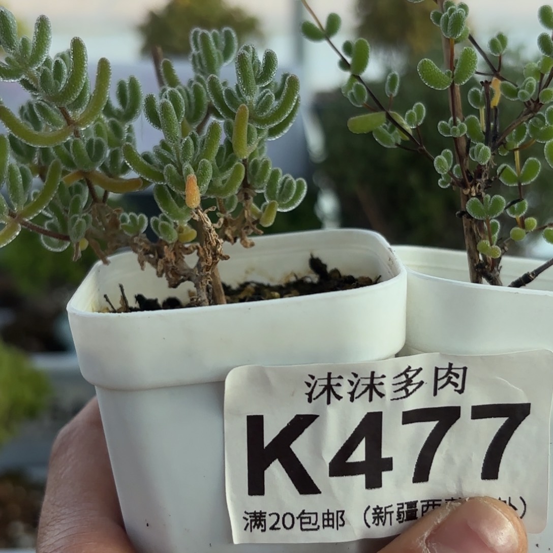 477下播福利组合哦
