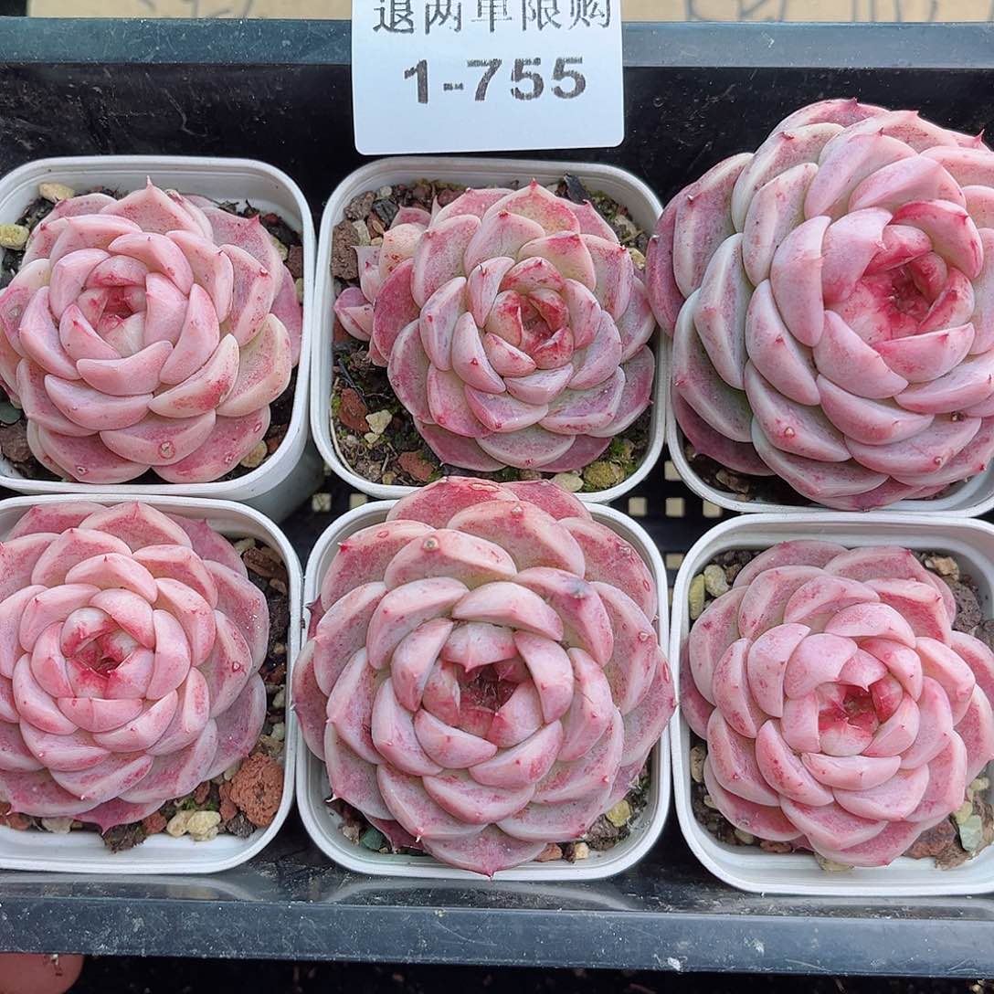 1-755 新疆西藏内蒙不发12.8包邮2-3公分多肉