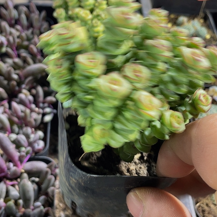 钱多多群带盆土发