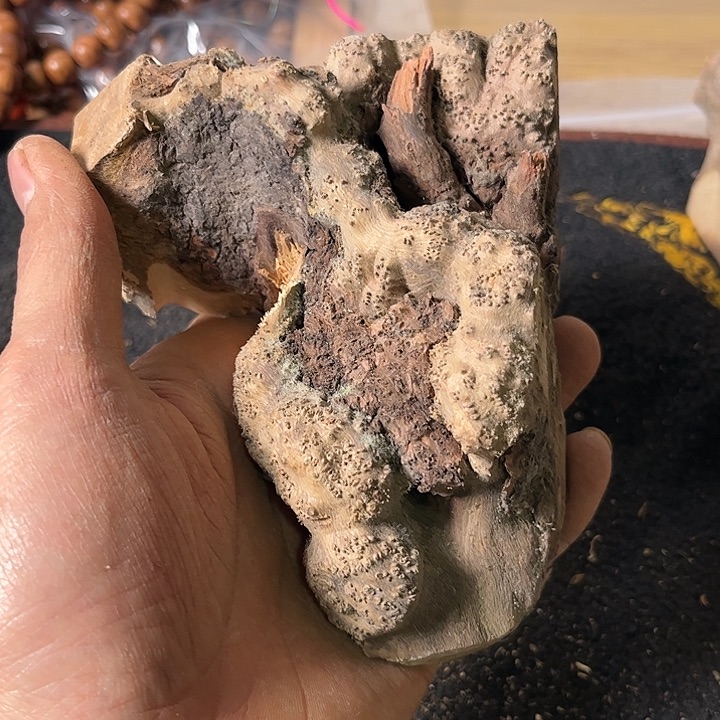 光***头香榧木我是一只小小鸟地域鬼