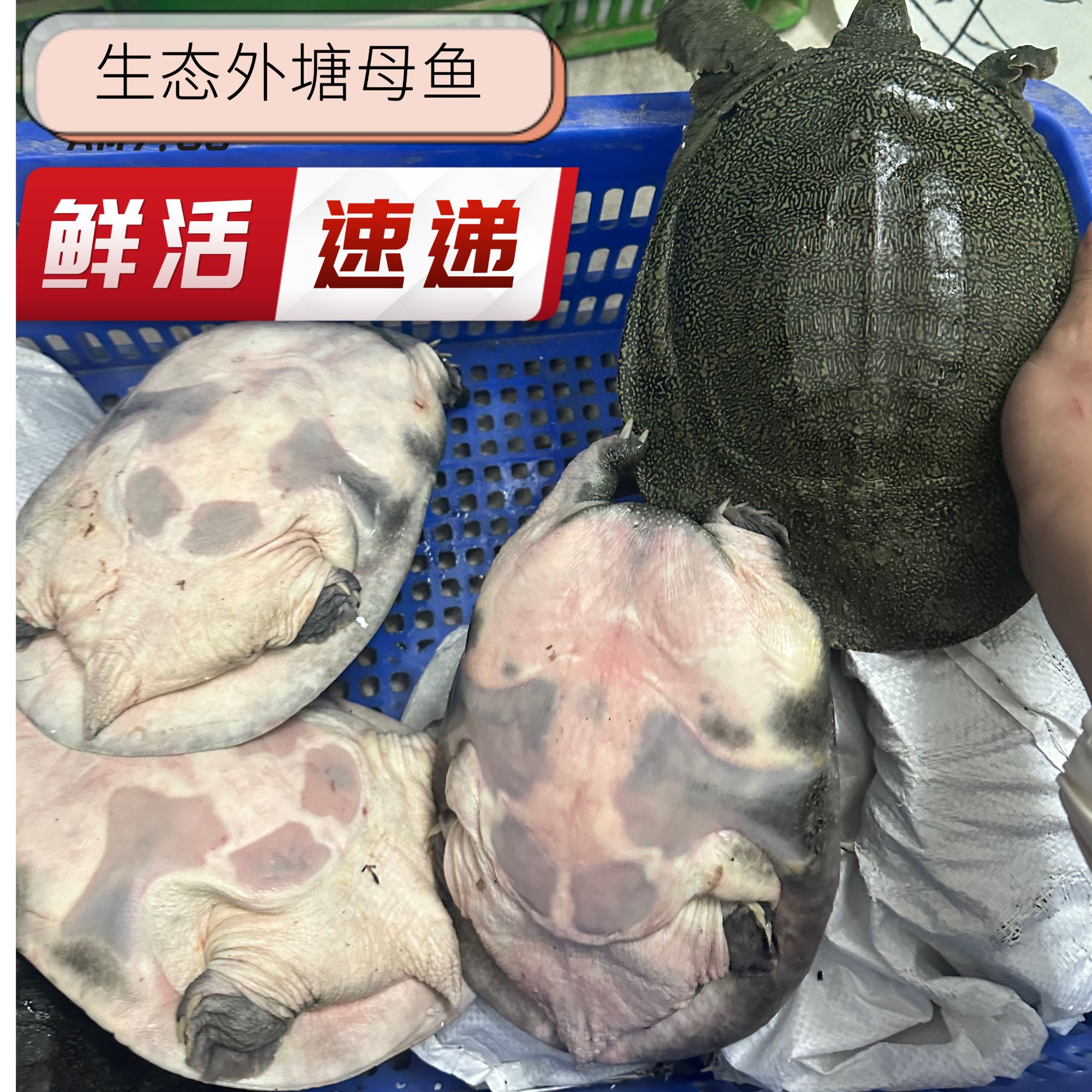 3斤外塘甲鱼产地直发鲜活包邮