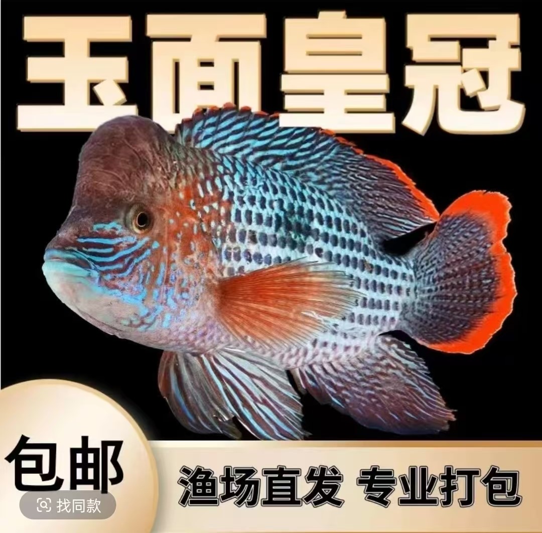 红尾皇冠鱼热带观赏鱼活体大型凶猛耐活好饲养蓝面财神鱼