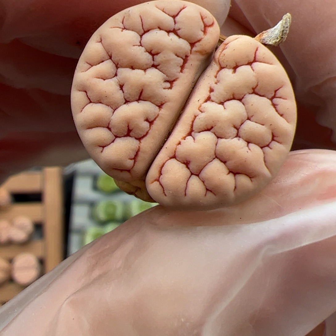 062号 189 多肉植物