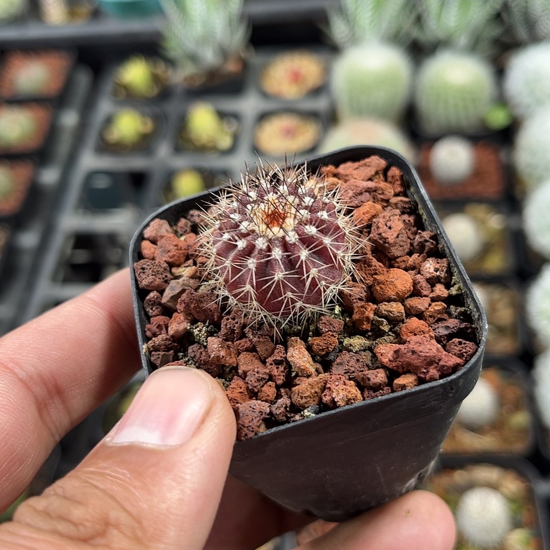 优博球单头发货单头发