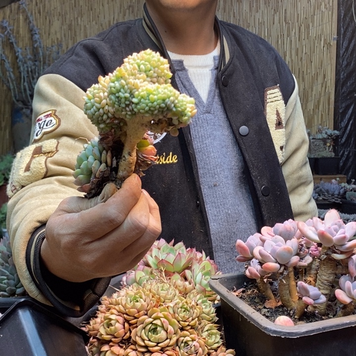 ****啊470号白胖子多肉植物