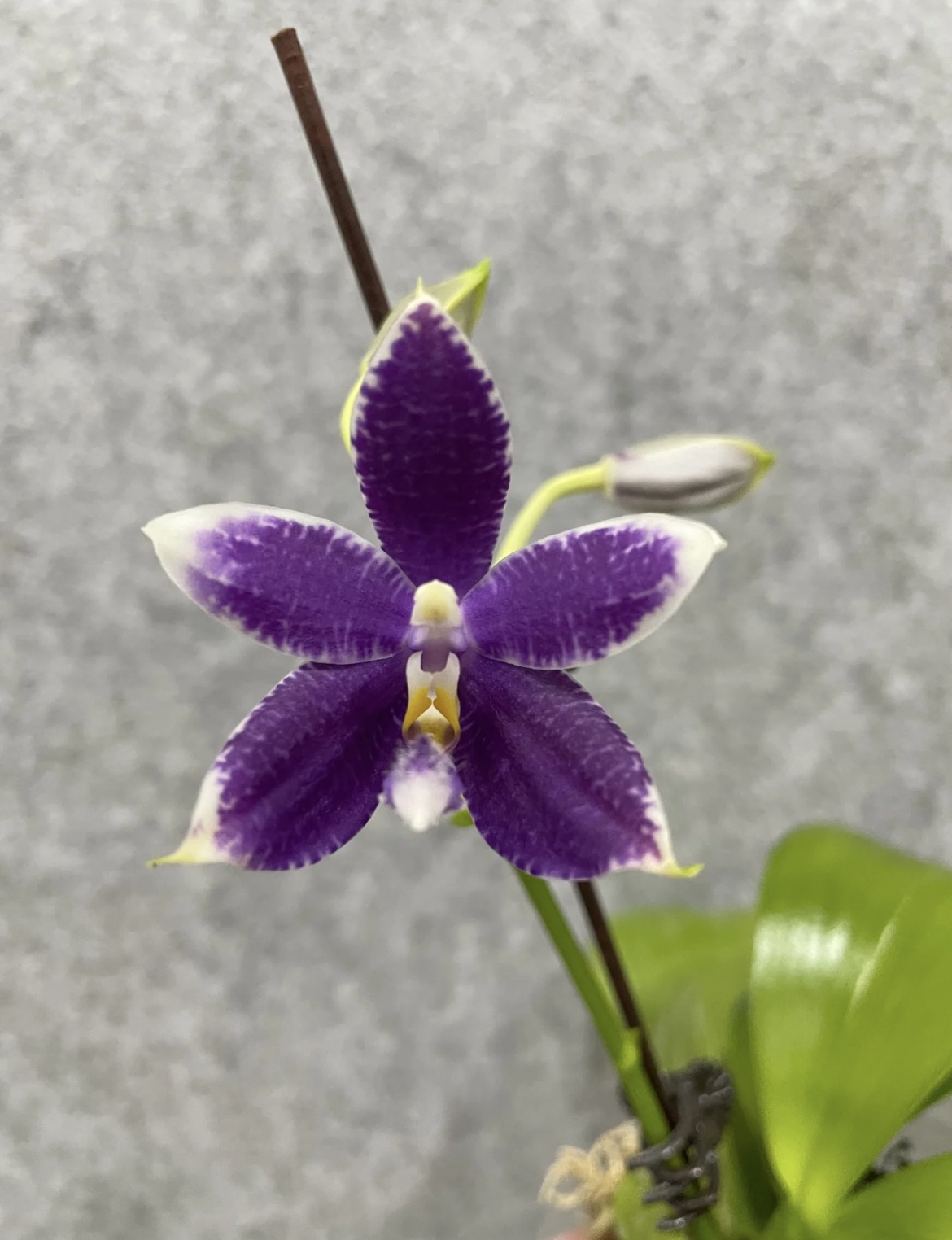 [蓝路帝交柳林蓝珍]2.5寸开花超大棵盆栽室内花卉植物四季开花