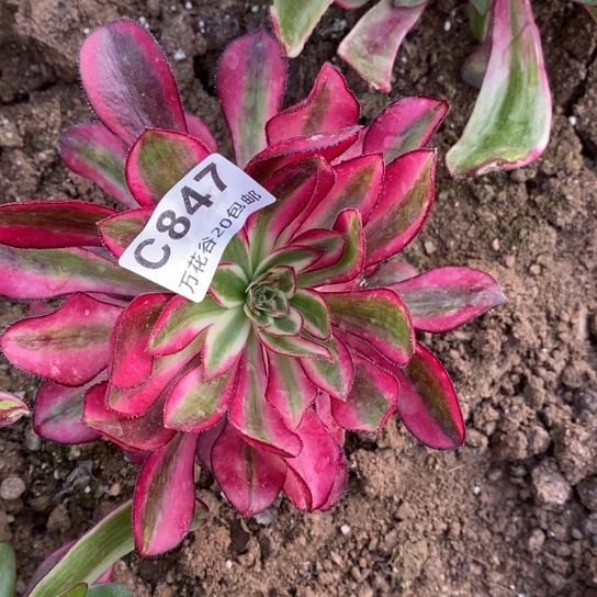 847冰激淋多肉植物