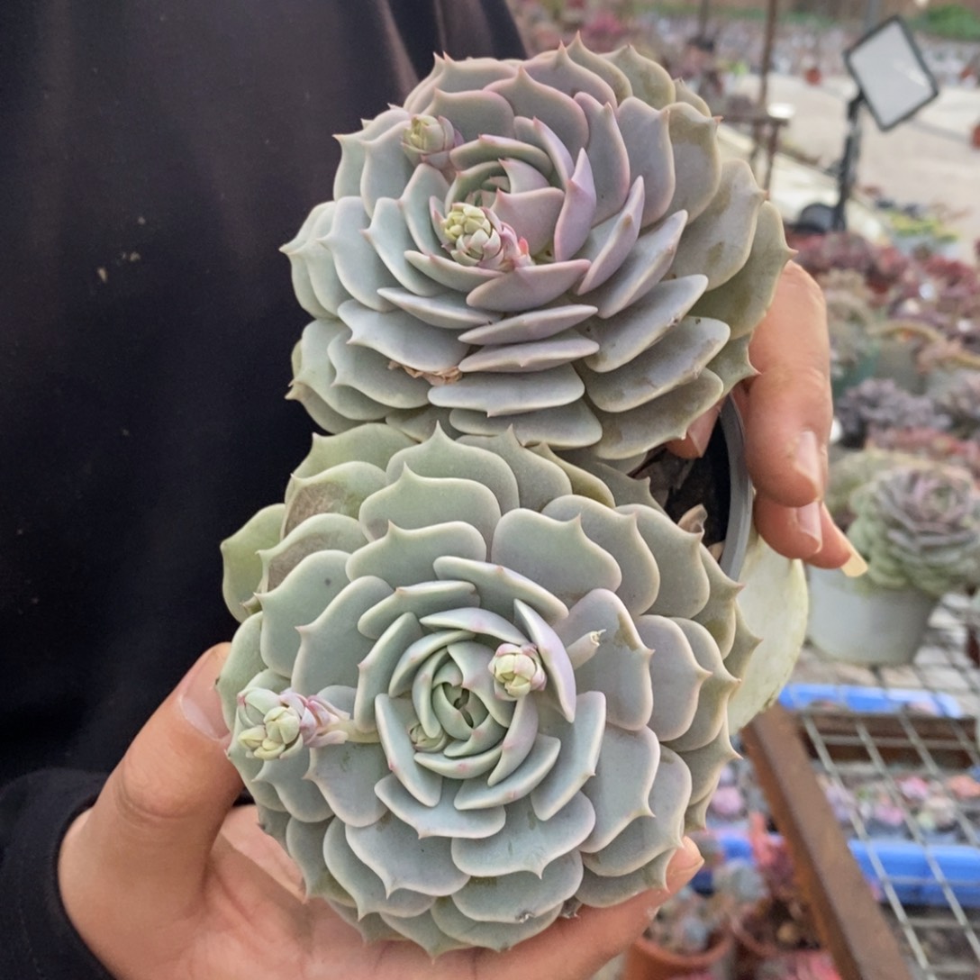 露娜莲双头起发老桩