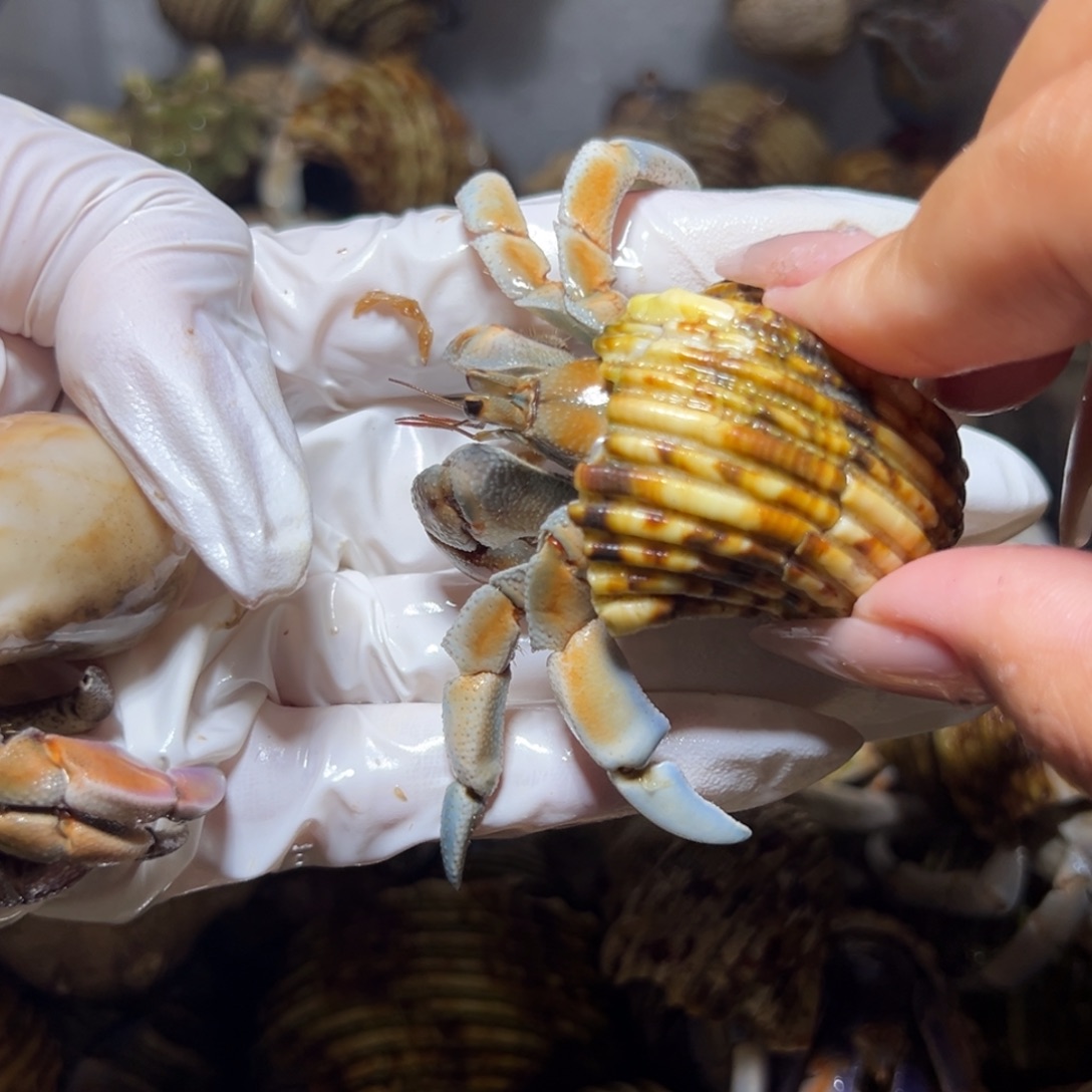 异色紫陆口径2.5口