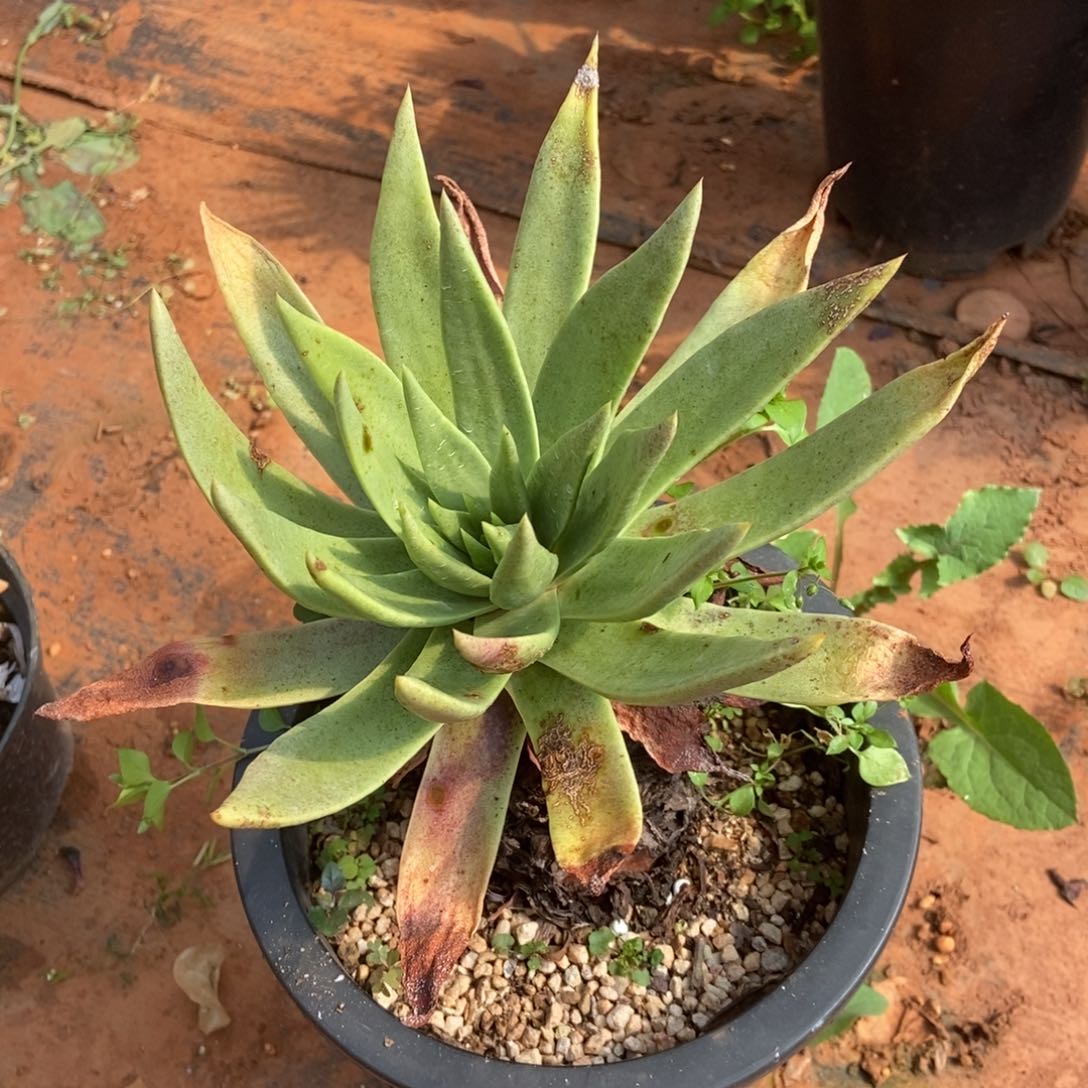 伊静思多肉植物啦啦啦