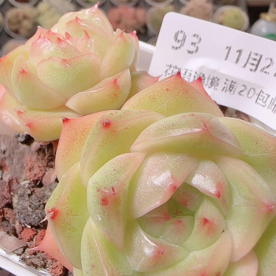 花语逸镜1127-93散