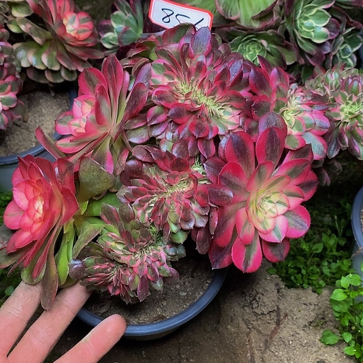 红荔枝缀化856号链接