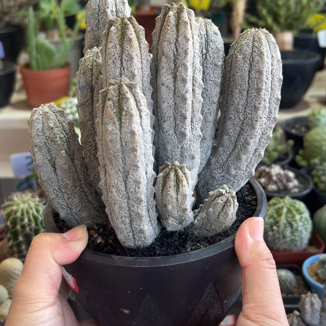 群生水泥柱带盆111111111