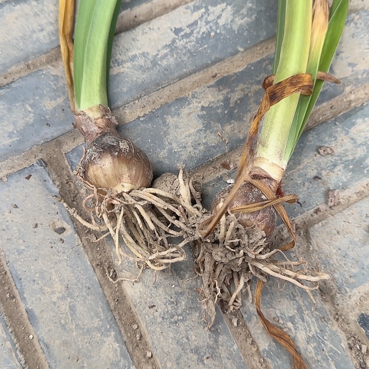 贵妇的3+苗两个装