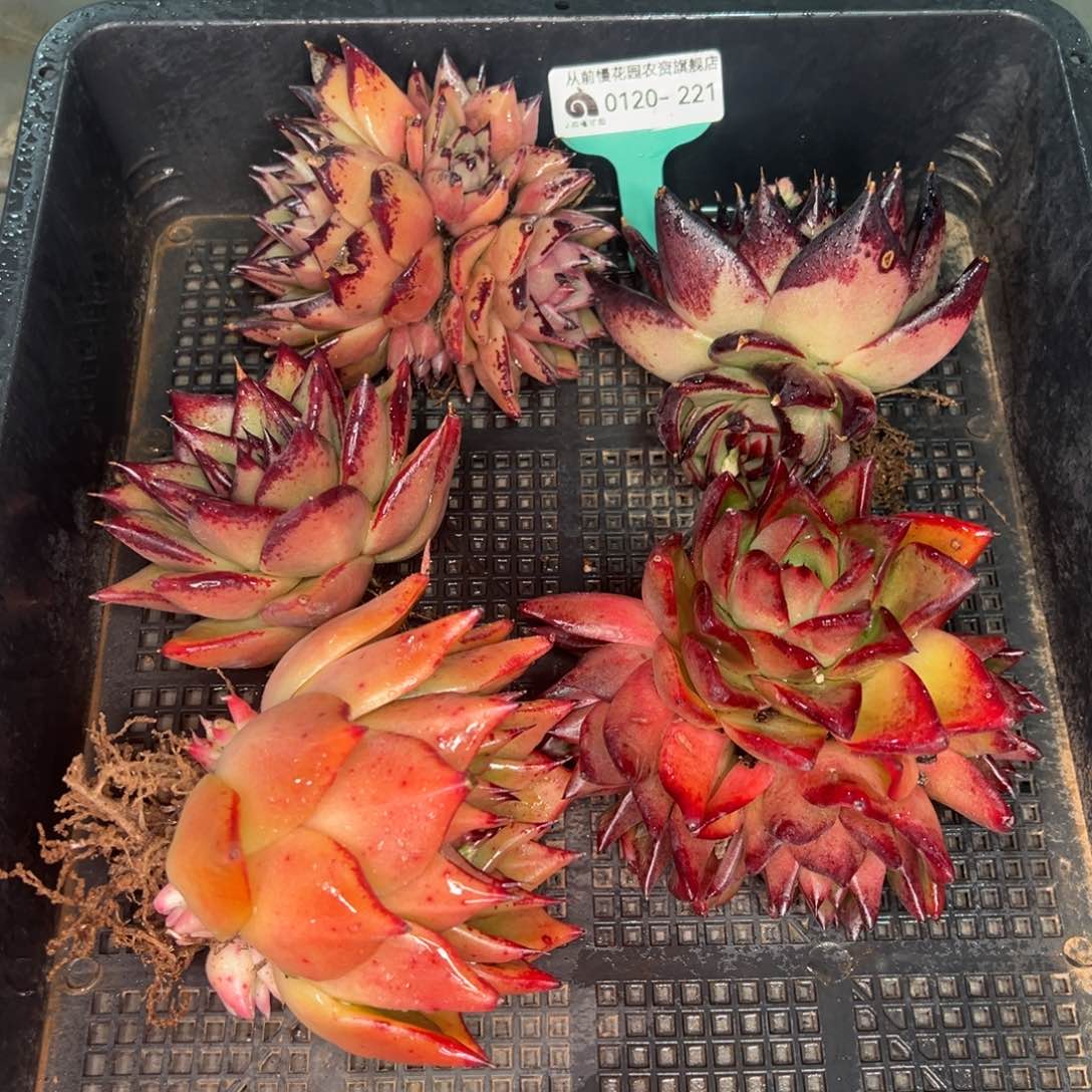 从前慢多肉精选编号0120.221