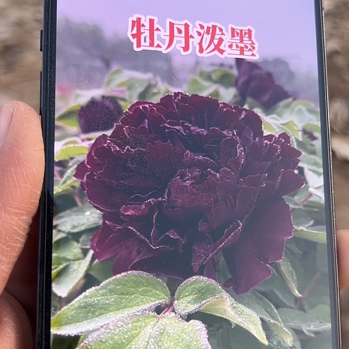 周***洲完全开放泼墨中颗
