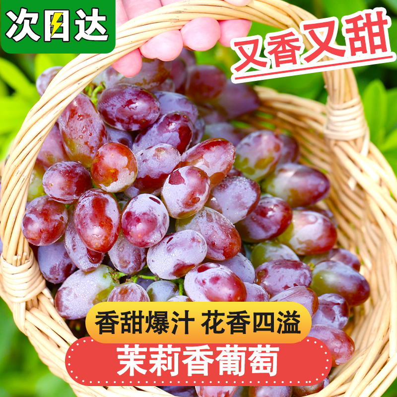 明日达【基地直采】TY1云南茉莉香葡萄现摘现发无籽香甜提子3-5串果200g-2斤