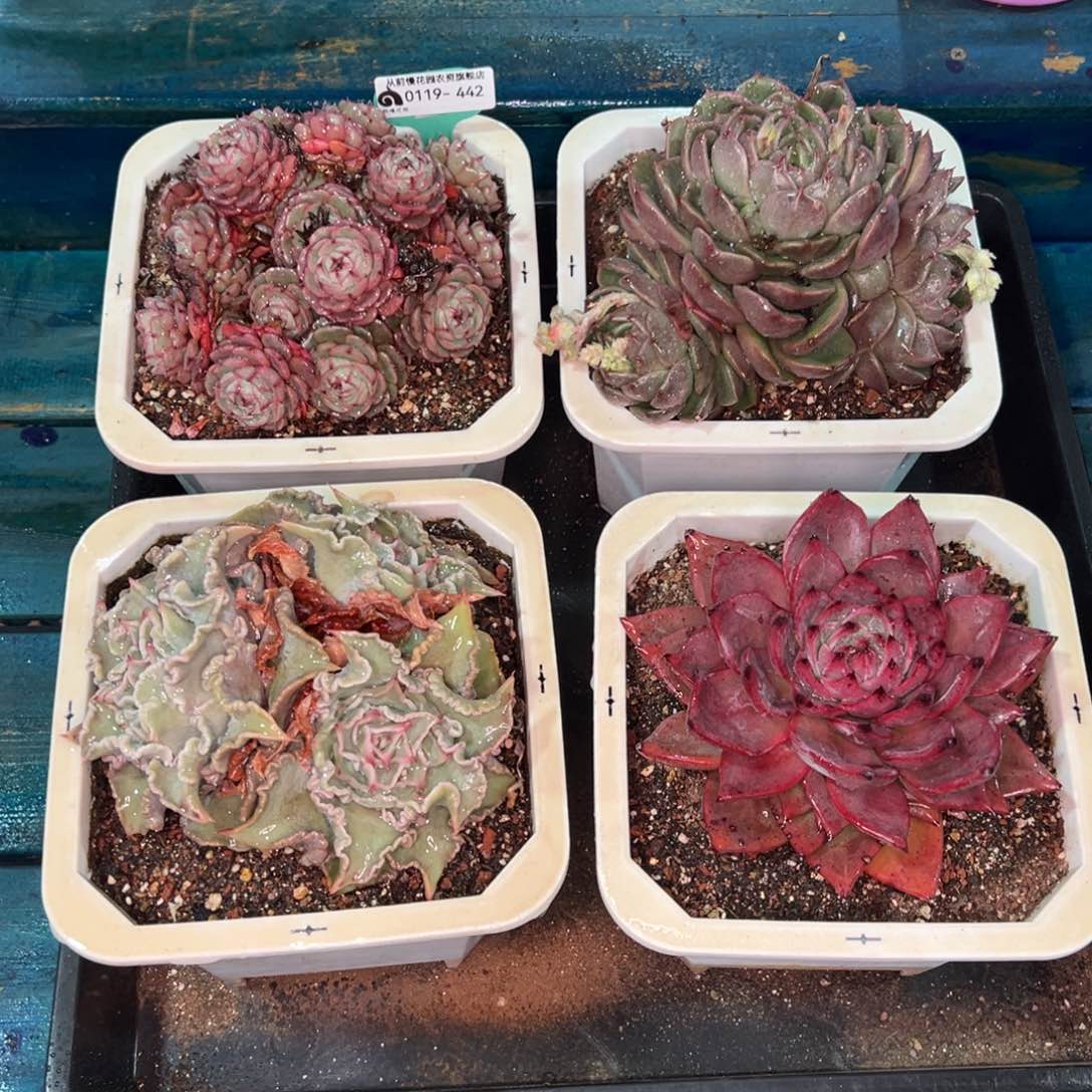 从前慢多肉精选编号0119.442