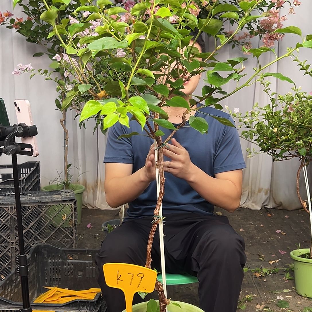 1***…大部分花苞少量开放K79金色光辉