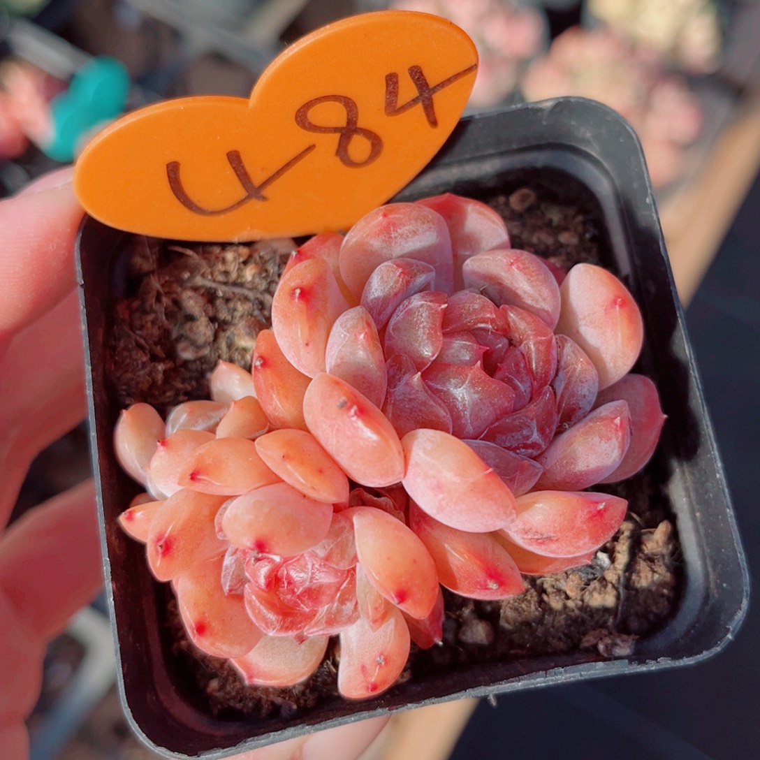 484号小老桩红恋双头