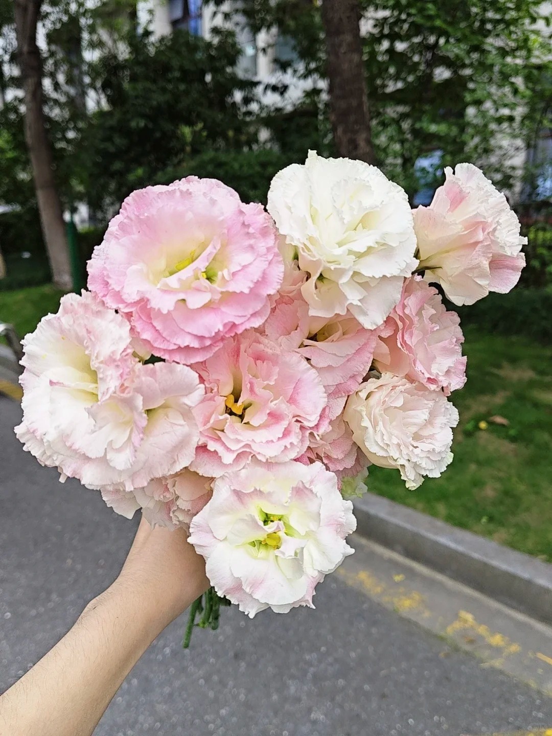 【冰淇凌洋桔梗】800g   20%不售后   鲜花任意两单包邮