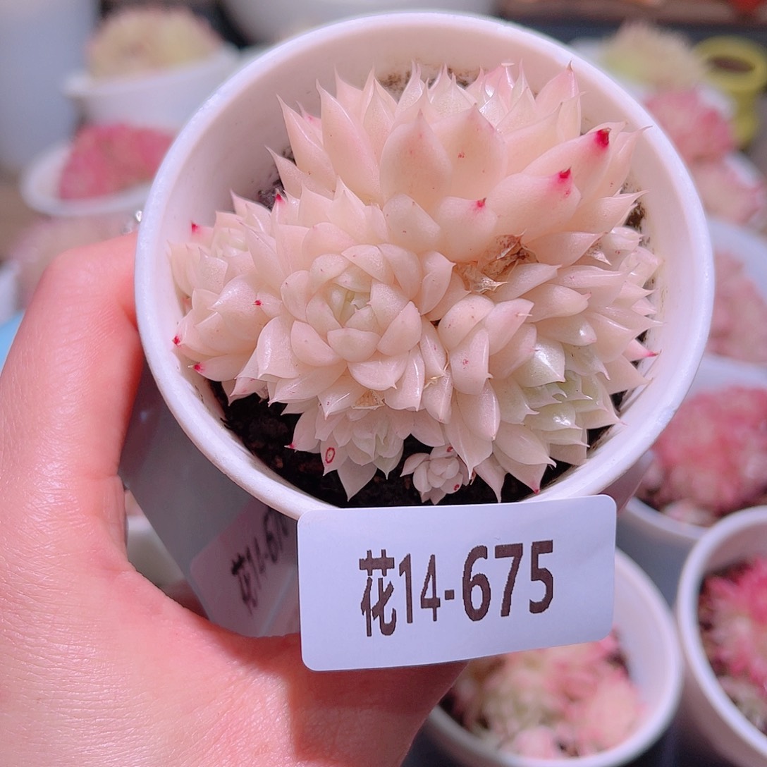 花利美14-675麦秆