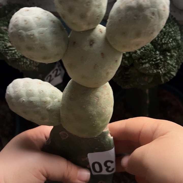 掌接无刺习群330仙人球