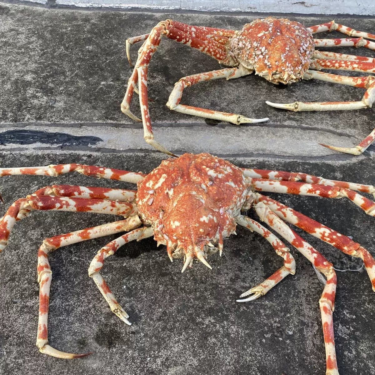长脚蜘蛛蟹现称500-1950g/只