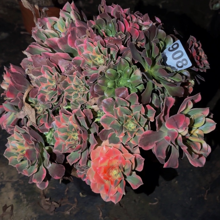 908女妖多肉植物不售后