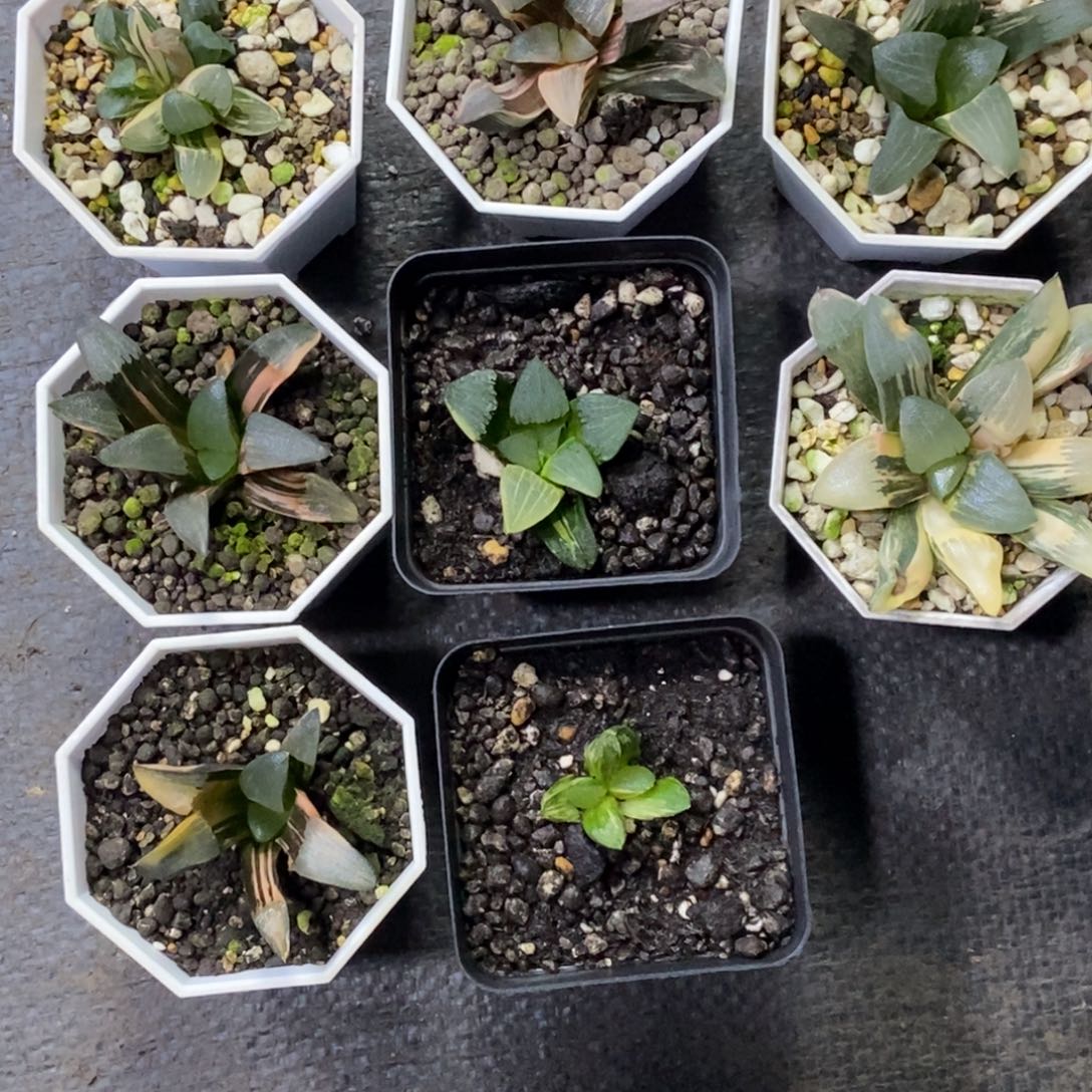 小***蜂是是是是是是是是是寿