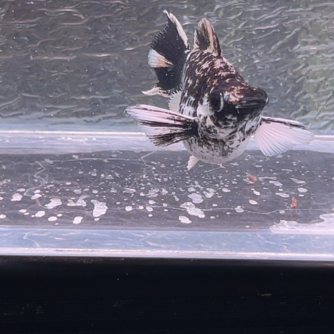 孔雀鱼玛丽鱼一条