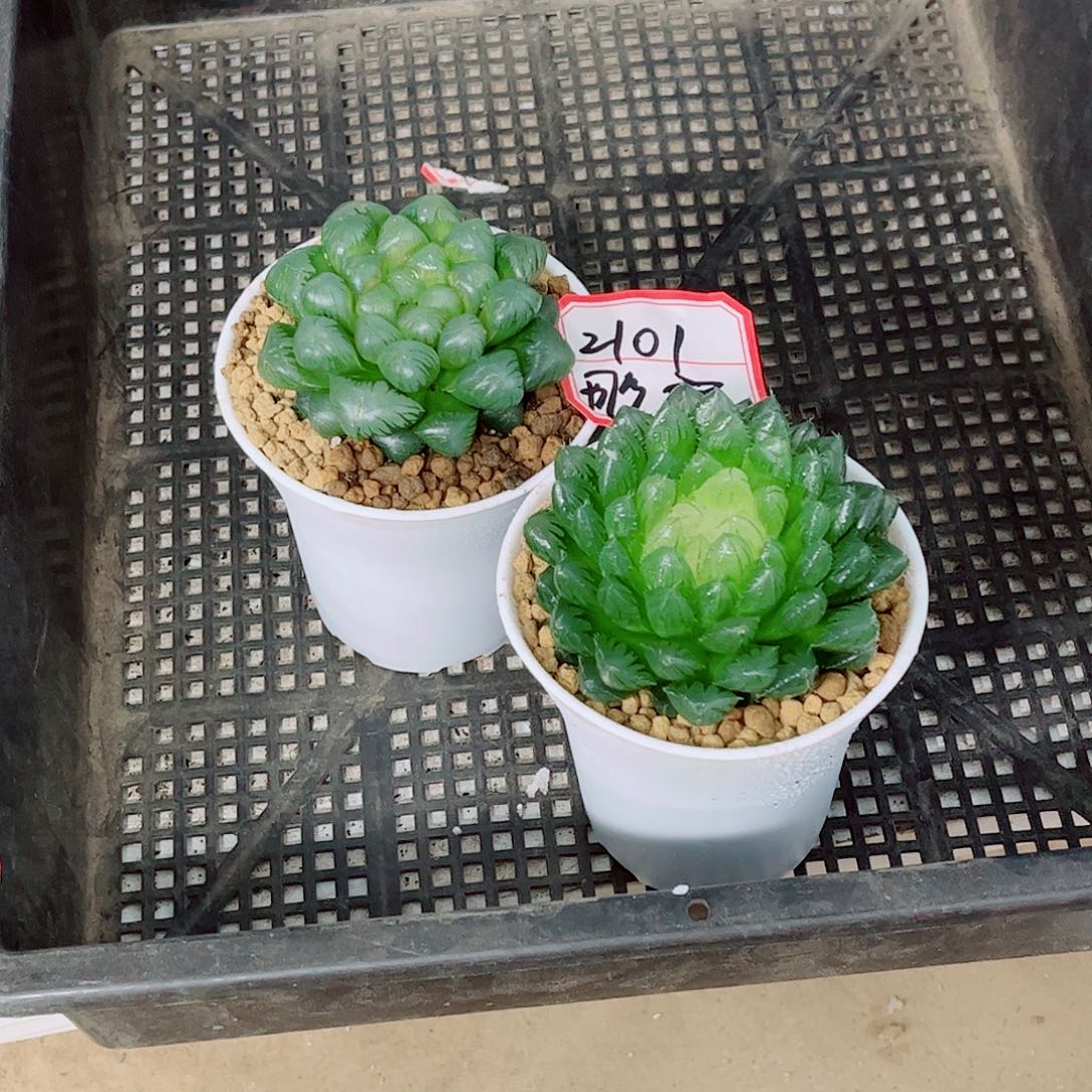 宝莲灯冰灯一勿一拍