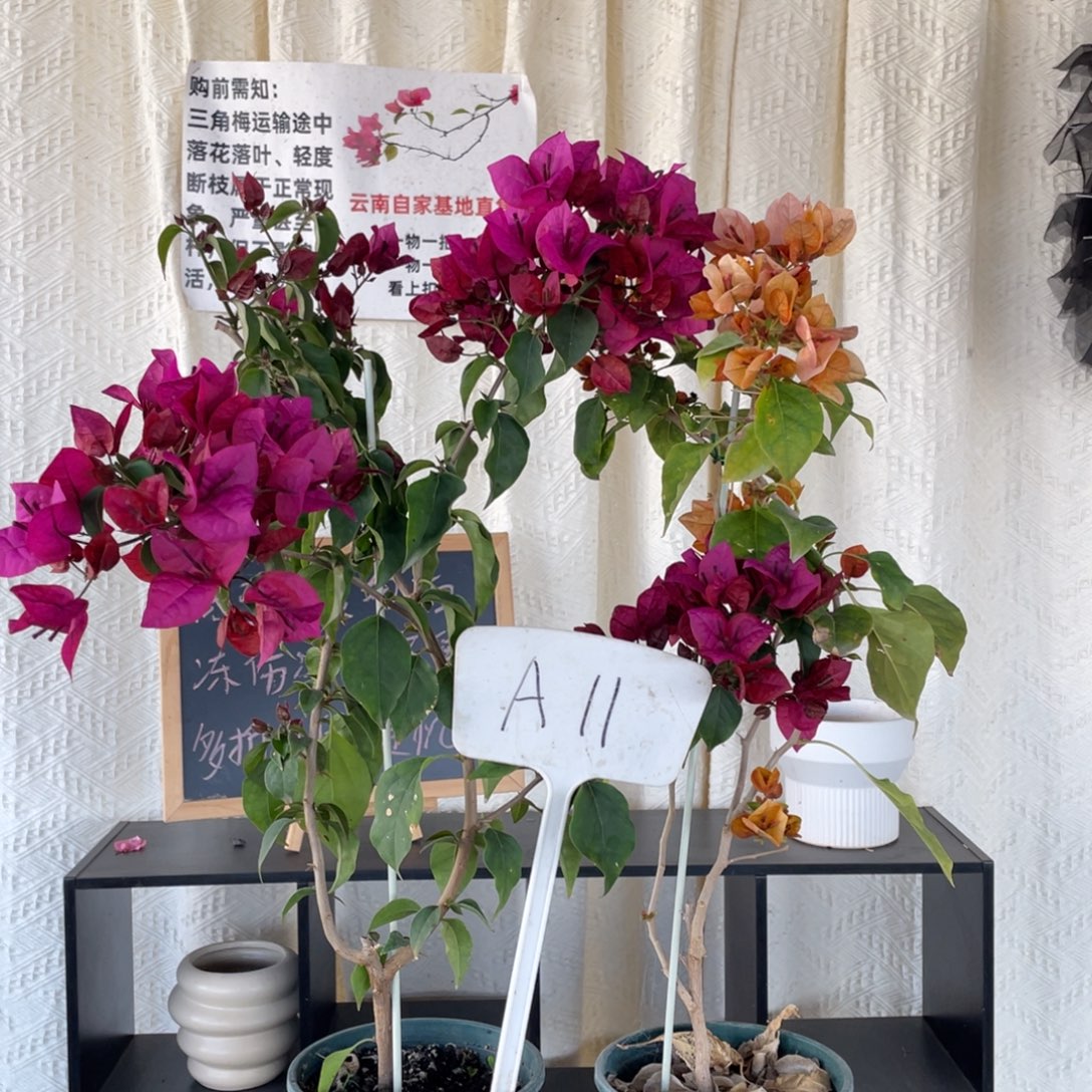 全部花朵倾城+日落A11