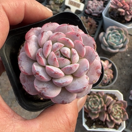 195恩宠多肉植物多