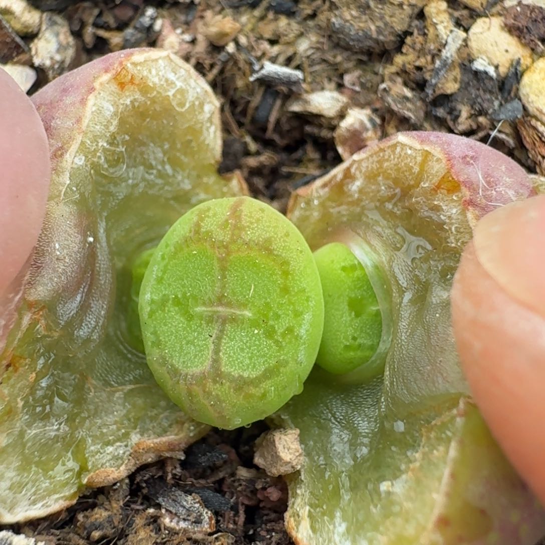 1335带盆8558008800