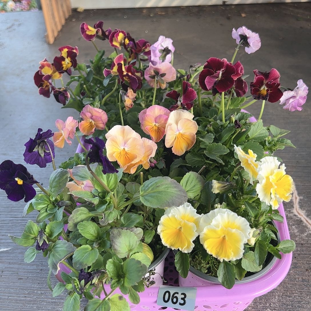 【闪购商品】063号