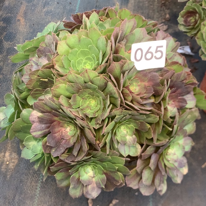 065花月夜多肉植物