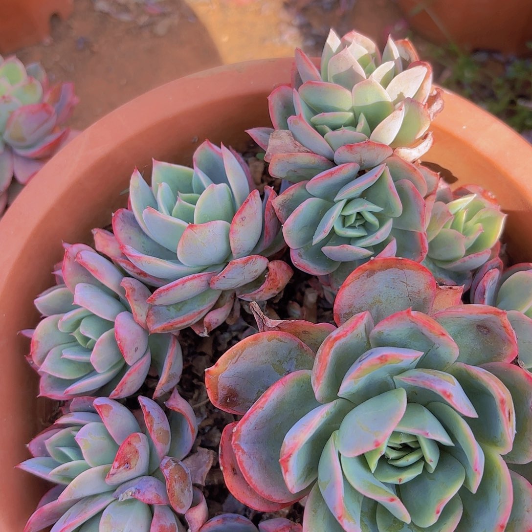 涵**兰多肉植物。。。。。。。。。。。。。。。。。