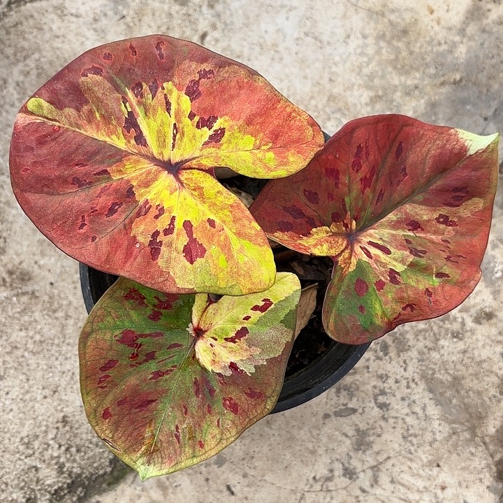 56-1227月光广东现货