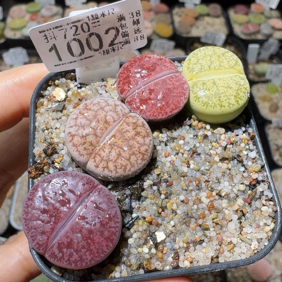 Sss精品清仓价1002