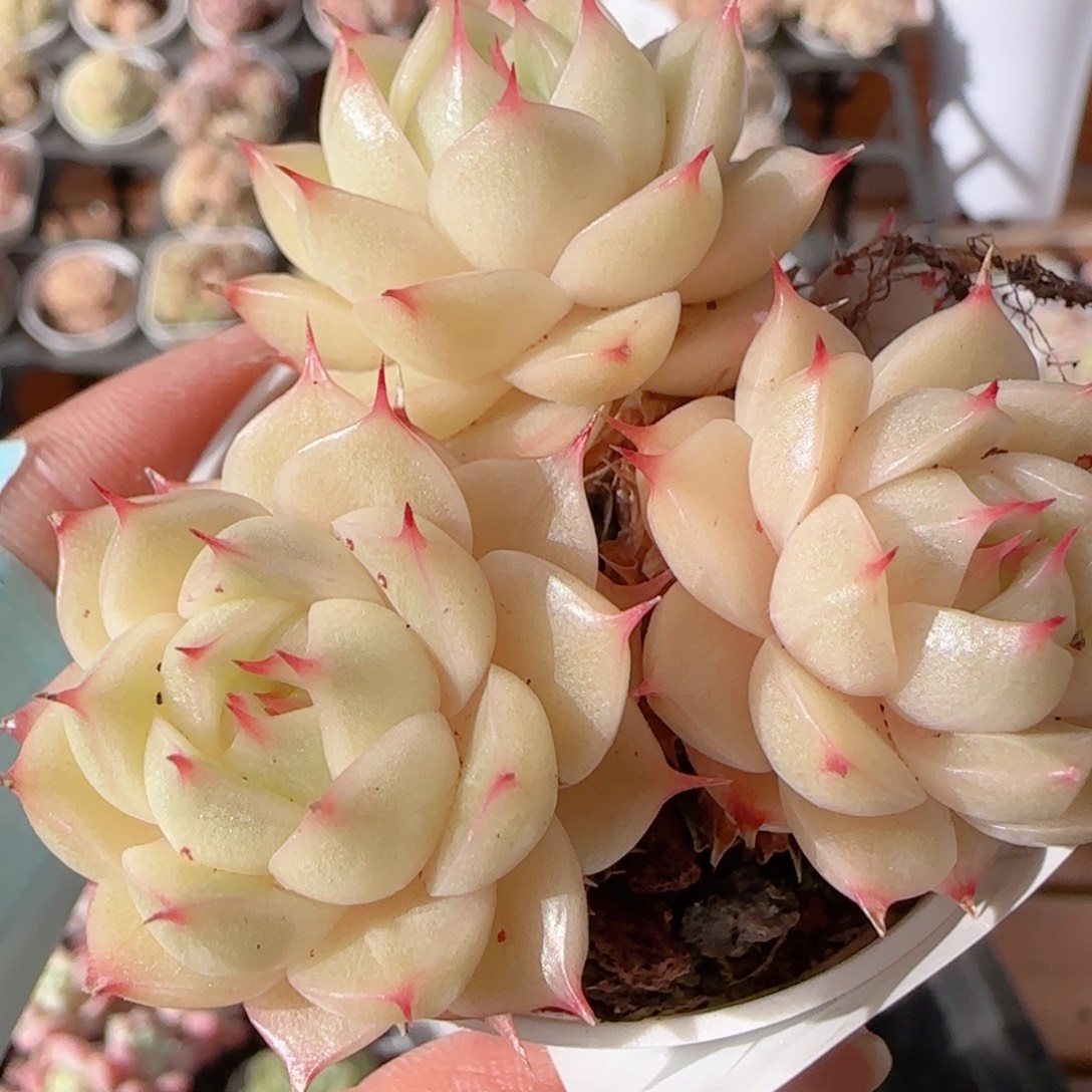 花语多肉0104-317散