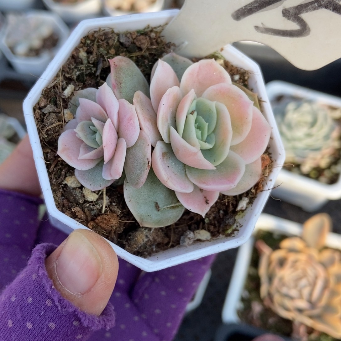 1015蓝色惊喜锦多肉植物