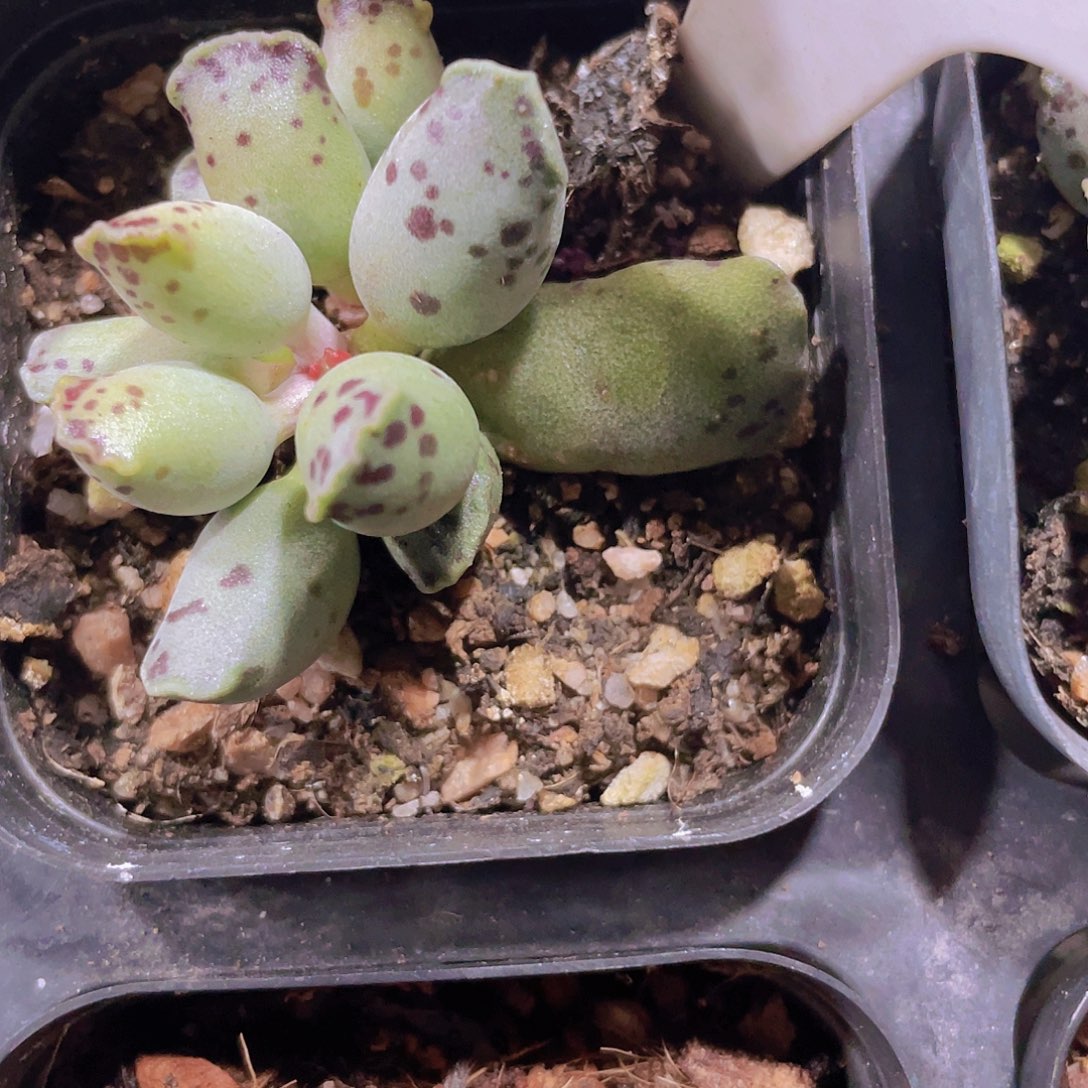 海豹w100一物一拍